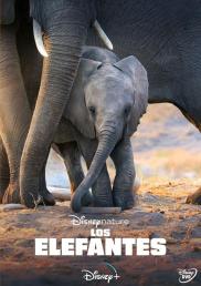 Elephant - Los Elefantes